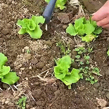 Gardening Shovel Planting Weeder