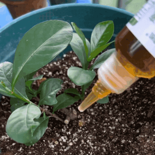 Universal plant and flower revitalizer