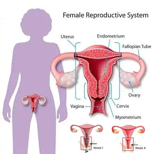 🔥 Graphene Honeycomb Vaginal Tightening & Body Shaping Briefs